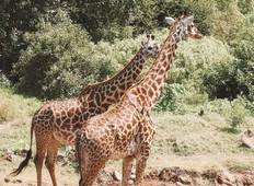Tagesausflug: Arusha Nationalpark Safari mit Picknick Rundreise
