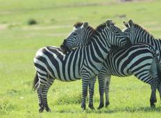 Masai Mara Gnu Wanderung 2022 - Private 4x4-Landcruiser-Jeep-Safari (3 Tage) Rundreise