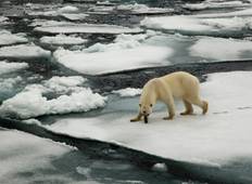 Spitzbergen Fotografie: Auf der Suche nach Eisbären Rundreise