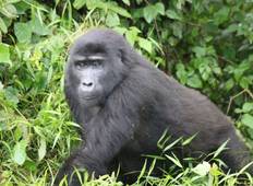 Uganda Gorilla Trek Budget Safari über Entebbe (3 Tage) Rundreise