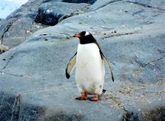 Über den Südlichen Polarkreis - Greg Mortimer (von Punta Arenen bis Ushuaia) Rundreise
