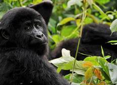 4 dagen Adventurer Oeganda\'s Fly-In Gorilla Trek-rondreis