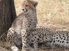 Südtansania Big Five Safari (6 Tage) Rundreise