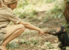 Auf den Spuren der Schimpansen im Gombe Nationalpark (4 Tage) Rundreise