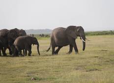 3-Day Amboseli National Park Luxury Safari Tour