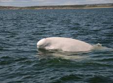 Entdeckungsreise Subarktis - Beluga-Wale in Churchill Rundreise