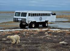 Entdeckungsreise Subarktis: Eisbären in Churchill Rundreise