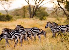 Ostafrika: Wildtier-, Primaten-, Gorilla- & Kultur-Safari (25 Tage) Rundreise