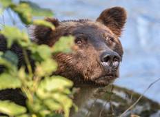 Grizzlybären des Toba Inlets (3 Nächte/4 Tage) Rundreise
