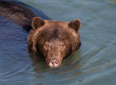 Grizzlyberen van Toba Inlet - 4 nachten / 5 dagen-rondreis