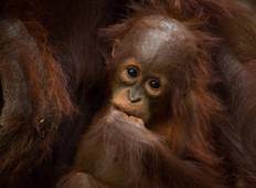 Borneo Wildlife Entdeckungsreise mit George Kourounis Rundreise