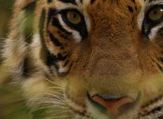 India tijgersafari-rondreis