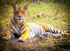 Rajasthan Wildlife Tour: Ranthambore National Park mit dem Zug - 5 Tage Rundreise