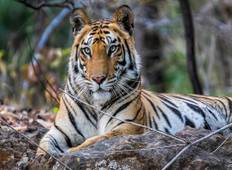 07 Days: Delhi-Agra- Ranthambore-Jaipur-Delhi (Jungle Safari) Tour