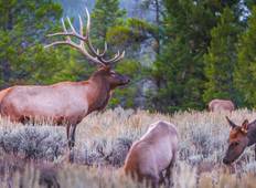 Discover Yellowstone and the Grand Tetons Tour