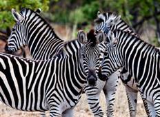 Kruger Park Safari & Kaapstad met Tuinroute en Wijngaarden, Privé rondreis-rondreis