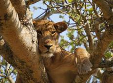 Bwindi & Queen-Elizabeth-Nationalpark Safari (4 Tage) Rundreise