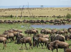 Tansania Private Safari Ndutu Migration Kalbungszeit (4 Tage) Rundreise