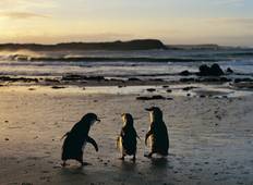 Tagesausflug - Phillip Inseln, Pinguin, Koala Rundreise