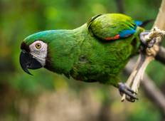 Ecuador - De essentie van wildlife: regenwoud en nevelwoud-rondreis