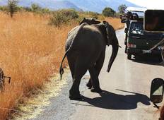 2 Days Best Ever Kruger National Park Safari Tour