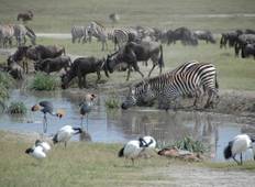 Tansania Budget Gruppen-Safari (4 Tage) Rundreise
