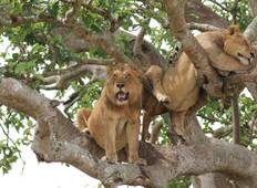 5-Days Queen Elizabeth & Kibale Forest Safari Tour