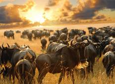 Tansania Safari - Tierwanderung - die größte Show der Welt (3 Tage) Rundreise