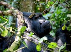 Gorilla-Trekking, Bwindi Uganda (4 Tage) Rundreise