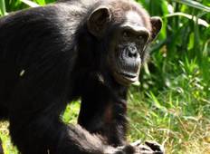 Uganda Gorillas & Schimpansen Trek in Kibale und Bwindi. Rundreise