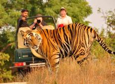 Jungle Book - In Search Of The Tiger !! (A Unique Experience Tour) - All Inclusive with Local Flights Tour