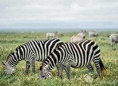 Safari Große Migration Ndutu (9 Tage) Rundreise