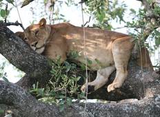 9-daagse Uganda Wildlife Exclusive Fly-in Safari-rondreis