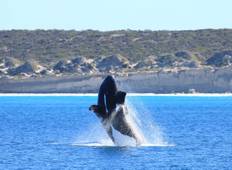 5 Day Whale Watching Tour from Adelaide Tour