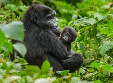 6-day Rediscover Gorillas  Chimps Accommodated Tour