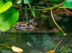 Cuyabeno Amazon Eco-Lodge Adventure 5D/4N Tour