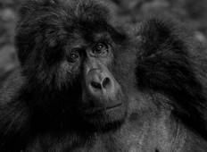 Lebenslange/ Unvergessliche Gorilla Habituation Erfahrung in Uganda Rundreise
