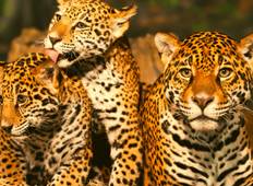 Goldenes Dreieck mit Leoparden-Safari und Taj Mahal-Sonnenaufgang Rundreise