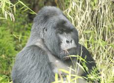 Lifetime Gorilla Tracking Safari in Uganda (3 Tage) Rundreise