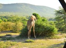 Masai Mara, die Seen & Amboseli-Safari - 7 Tage Rundreise