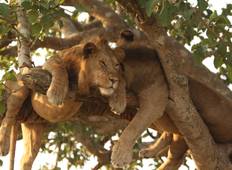 5 Daagse Kruger Safari 2-rondreis