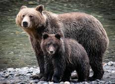 Grizzly Bear of Toba Inlet - 4 nights / 5 days Tour