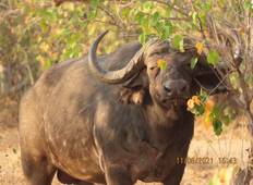 Victoria Falls & Hwange, 6 Days Safari Experience Tour