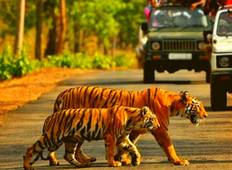 Luxuriöse Wildlife Safaris zu den berühmtesten Tigerreservaten in Indien (ab Delhi mit Flügen): Tiger Beobachtung im Jim Corbett National Park Rundreise