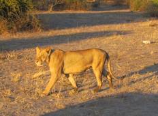 14 Days Namibia Highlights Family Camping Safari Tour