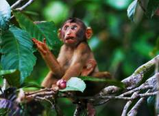 Malaysia mit Borneo Wildlife Privatreise Rundreise