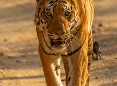 Wildlife Kanha & Bandhavgarh National Park Safari Rundreise