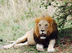 7 Day Epic Kenya Safari - Naivasha, Masai Mara, Lake Nakuru and Amboseli NP Tour