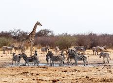 Namibië Road Trip: Hete woestijnen, brullende leeuwen en kampeeravontuur-rondreis
