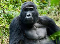 Die Perle Afrikas - Gorillatrecking in Uganda Rundreise